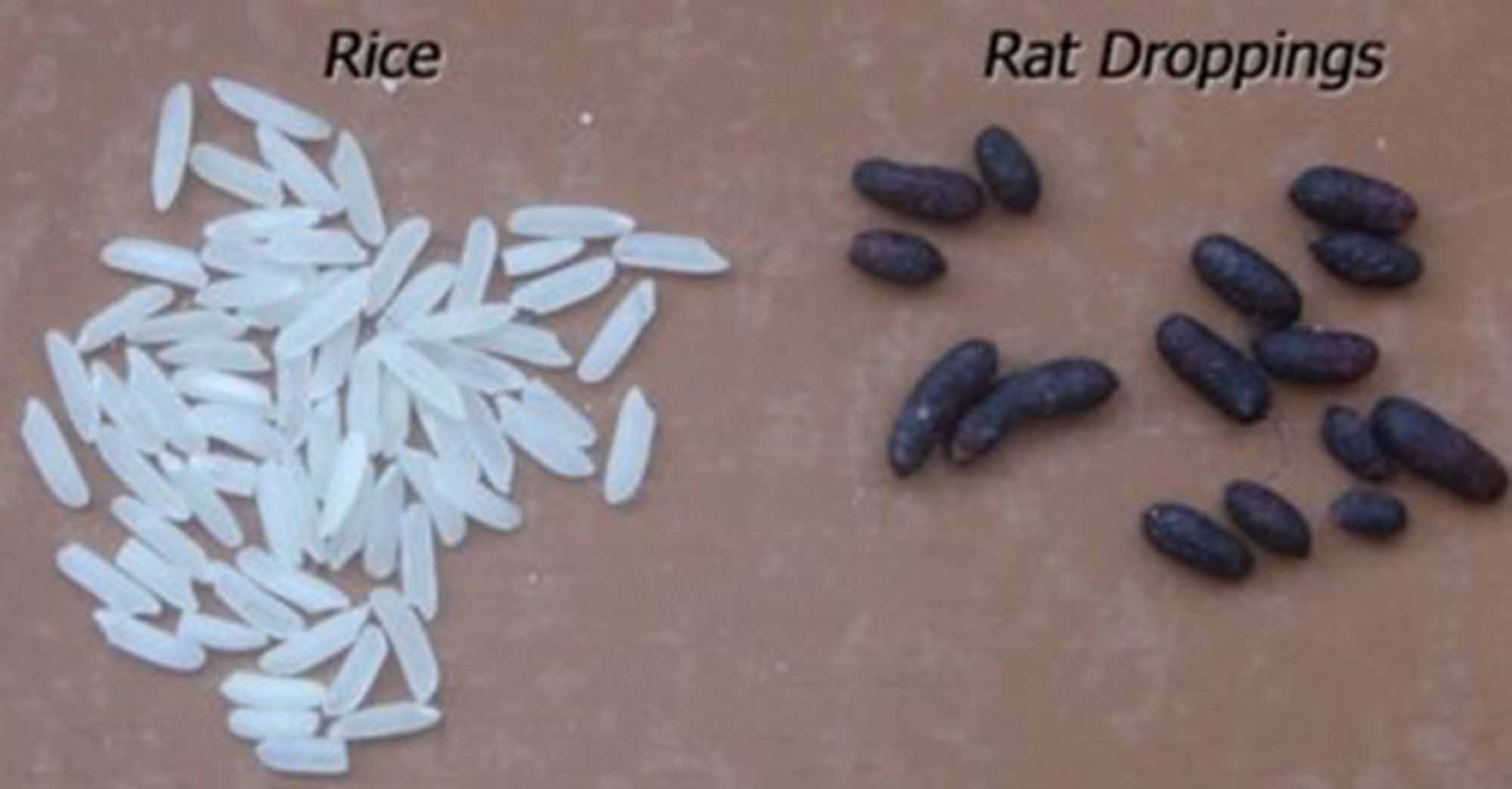 rat poo and rice