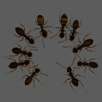 Ant Invasion