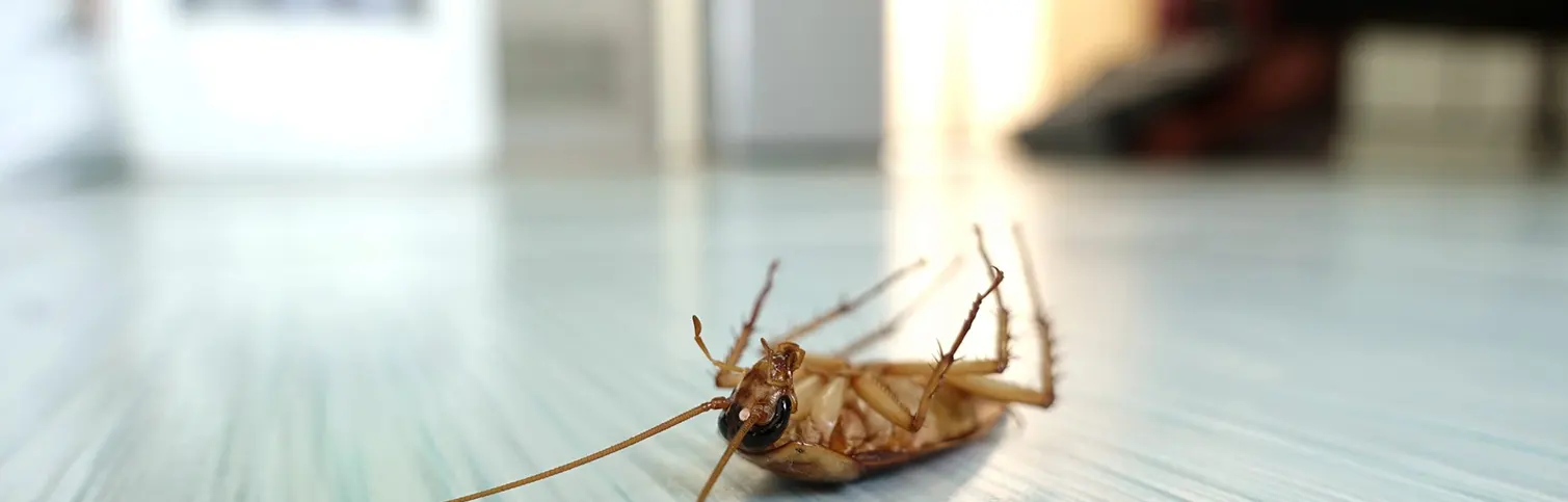 dead cockroach on the floor