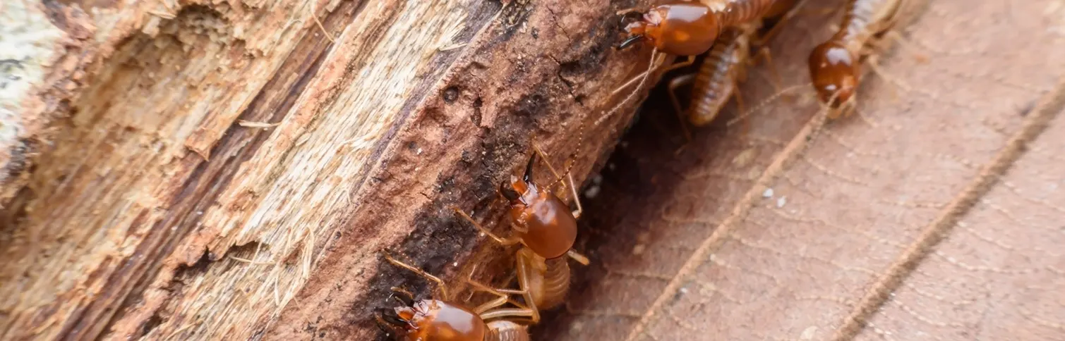 termites-eating-rotted-wood-scaled