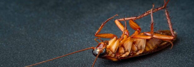 dead cockroach on dark background with copy space