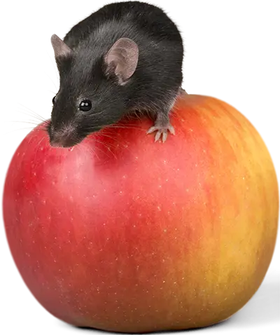 rat apple test