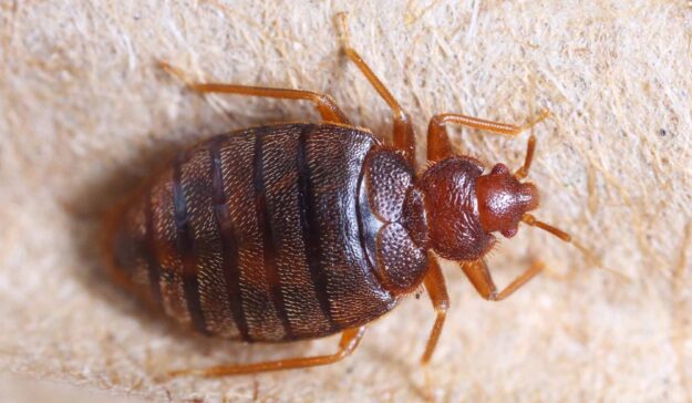the feature image for the what is the hardest pest to rid of article is a bedbug
