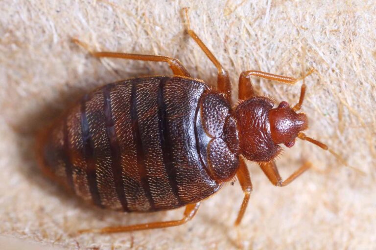 the feature image for the what is the hardest pest to rid of article is a bedbug